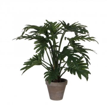 Philodendron selloum groen in pot Stan grijs d15,5cm - l50xd