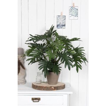 Philodendron selloum groen in pot Stan grijs d15,5cm - l50xd