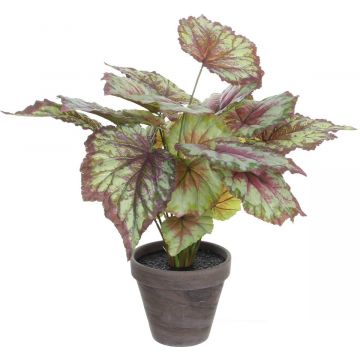 Begonia rood bont in pot Stan