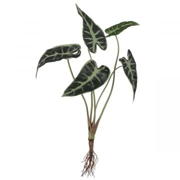 Alocasia met wortels groen 40 cm