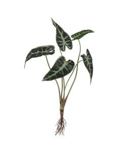 Alocasia met wortels groen 40 cm